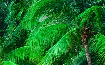 Palm trees. Jamaica.