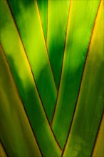 Close-up of palm tree. Jamaica.