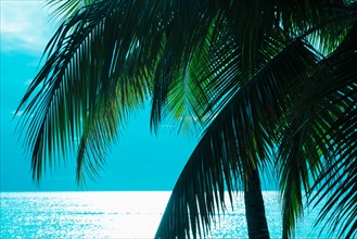 Palm tree and sea. Jamaica.
