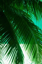 Palm tree and sea. Jamaica.
