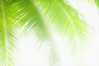 Sunlit palm leaves. Jamaica.