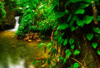 Waterfall in rainforest. Jamaica.
