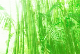 Sunlit bamboo grove. Jamaica.