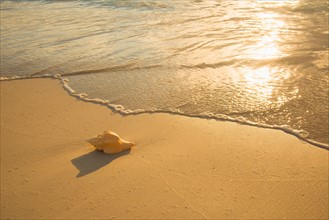 Shell on beach. Jamaica.