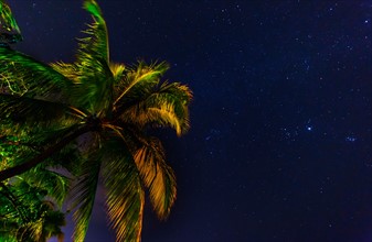 palm tree against starry sky. Jamaica.