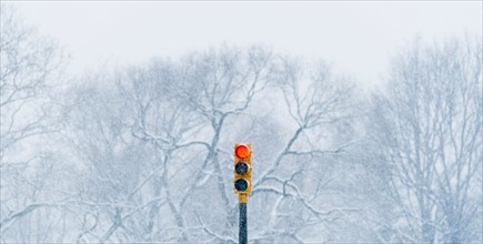 Red stoplight with winter trees in background. USA, New York State, New York.