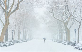 Central Park, The Mall in winter. USA, New York State, New York.