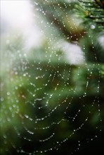 Spider net with drops of morning dew