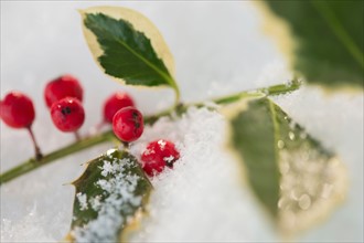 Green branch with berries covered with snow