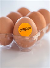 Studio Shot of organic eggs