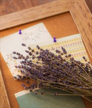 Studio Shot of lavender and cork board