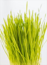 Studio Shot of wheatgrass