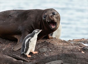 Symbiosis between seal elephant and penguin