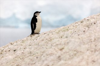 One penguin standing at the edge of rock
