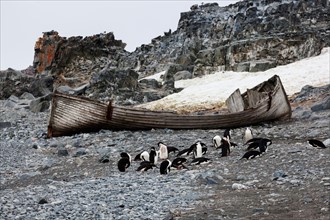 Medium group of penguins resting at beach