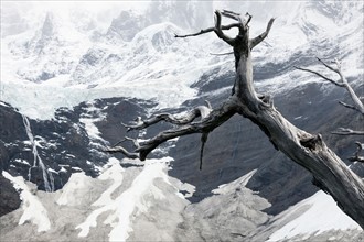 Dead tree in front of Cordillera del Paine