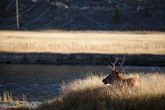 Elk resting by river