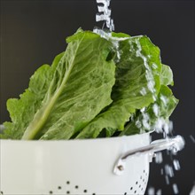 Close up of lettuce in colander under water splash, studio shot