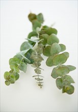 Studio Shot of eucalyptus plant on white background