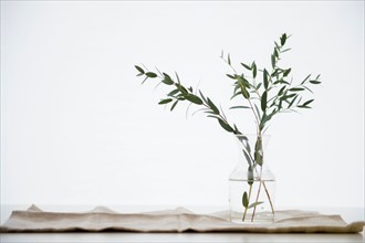 Studio Shot of eucalyptus twig in glass vase