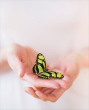 Studio Shot of woman's hands holding butterfly