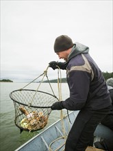 Man pulling net full of crabs