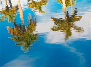 Palm trees reflected in water