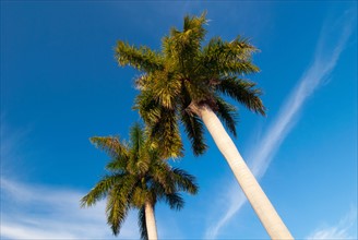 Palm trees with blue sky