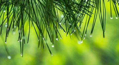 Water droplets on pine needles.