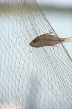 Small fish caught in net
