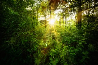 Green forest at sunrise.