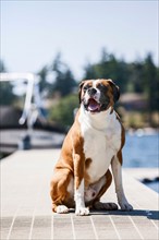 Portrait of dog sitting on jetty