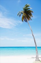 Palm tree on beach