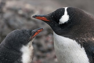 Close up of Gentoo Penguin with young
