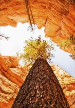 View of rocks, tree and sky. USA, Utah, Bryce Canyon.
Photo : Daniel Grill