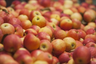 Freshly picked apples.
Photo : fotog