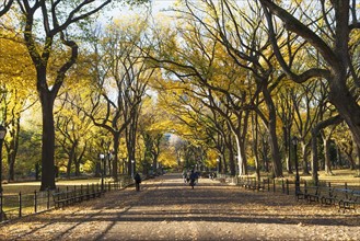 Alley in Central Park in autumn. USA, New York State, New York City.
Photo : fotog