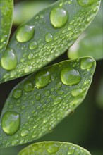 Raindrops on leaf.
Photo : Kristin Lee