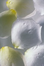 White flower petals used in spa treatment.
Photo : Kristin Lee