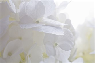 White flower petals.
Photo : Kristin Lee