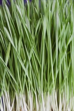 Close-up of wheatgrass.
Photo : Kristin Lee