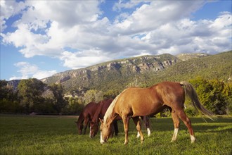 Horses grazing on grass. USA, Western USA, Colorado.
Photo : Kelly