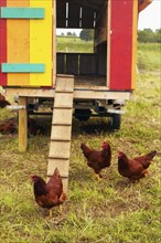 USA, New York State, Rhode Island, Chickens on farm. USA, New York State, Rhode Island.
Photo :