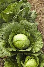 Cabbage.
Photo : Kelly