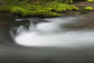 Creek in Mount Hood National Forest. USA, Oregon, Creek in Mount Hood National Forest.
Photo :