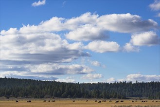 Cows on meadow. USA, Oregon.
Photo : Gary Weathers