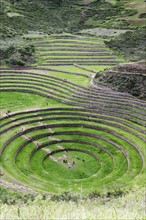 Incan ruins. Peru, Cuzco, Moray.
Photo : Henryk Sadura