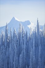 Trees covered with fresh snow. USA, Montana, Glacier National Park.
Photo : Noah Clayton
