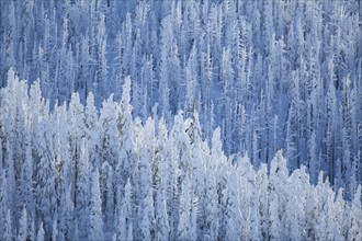 Trees covered with fresh snow. USA, Montana, Whitefish.
Photo : Noah Clayton
