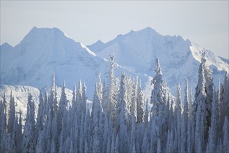 Tree tops covered with fresh snow. USA, Montana, Whitefish.
Photo : Noah Clayton